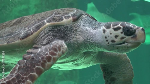 Sea Turtles Swimming In Water photo