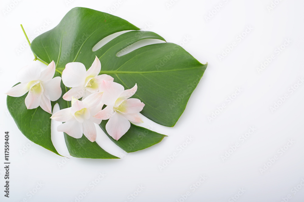 モンステラの葉と花