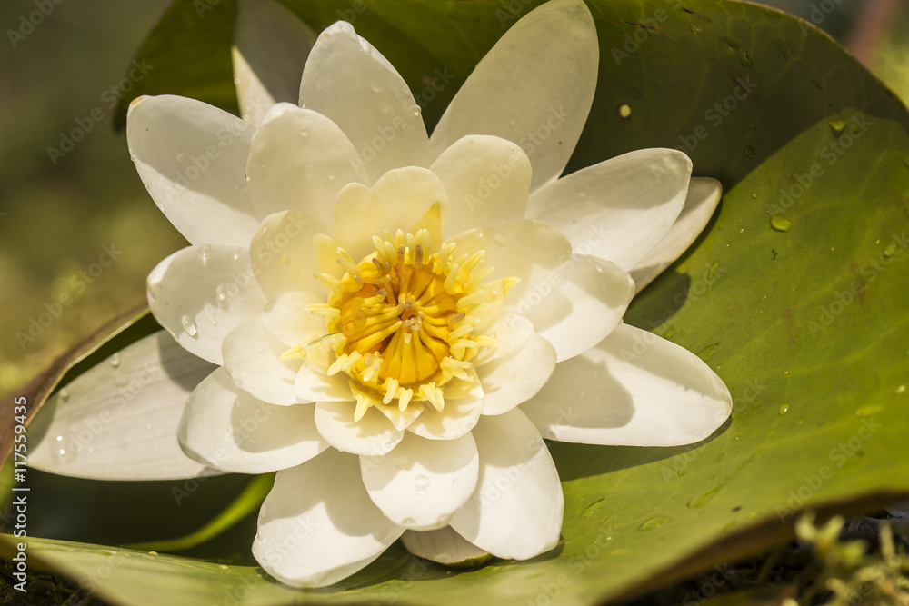 Beautiful white water lily on the green leaf in sunlight close up Beautiful white water lily on the green leaf in sunlight close up