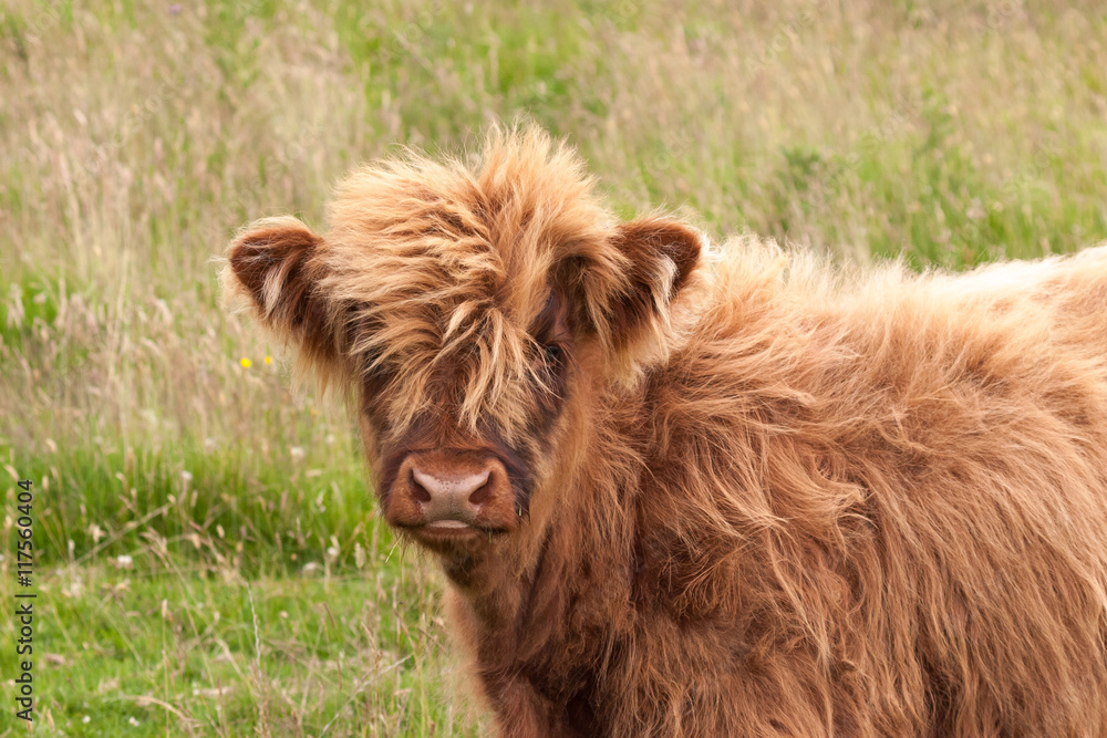 highland cow calf