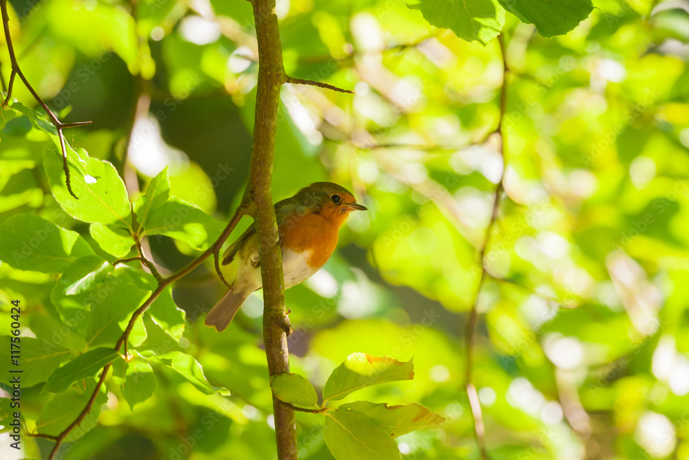 Obraz premium robin clinging to a small branch
