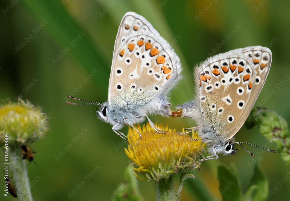 Obraz premium Common Blue, Polyommatus icarus