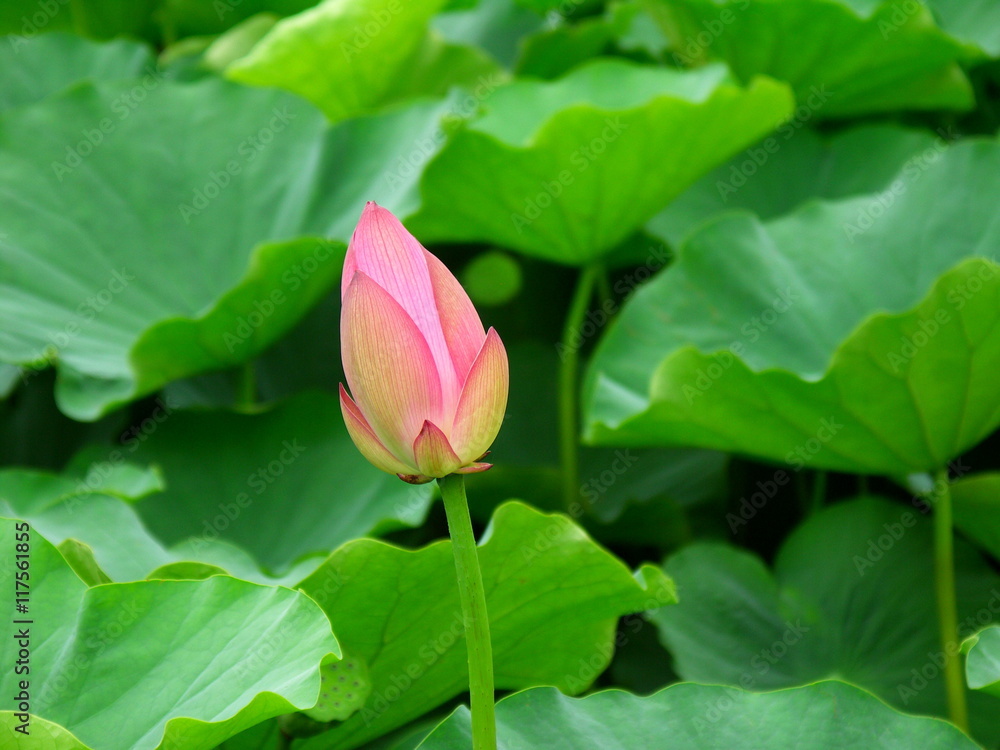 ハスの花