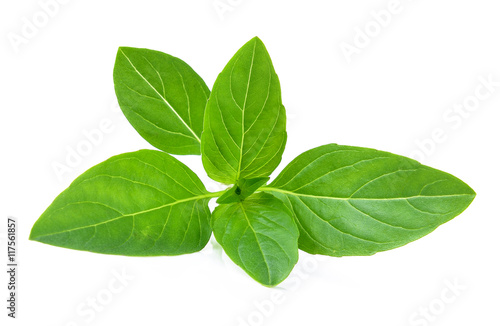 Sweet basil leaves on white background