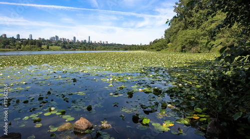 Park, forest lake covered with water lilies, the forest, the city is visible on the horizon © Alex Lyubar