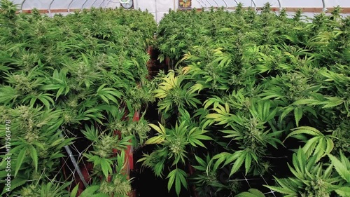 Moving Gimbal Shot Inside Marijuana Growing Tent Full of Blooming Cannabis Indica Plants