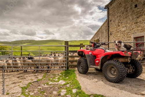 Sheepdog watching you on quad bike