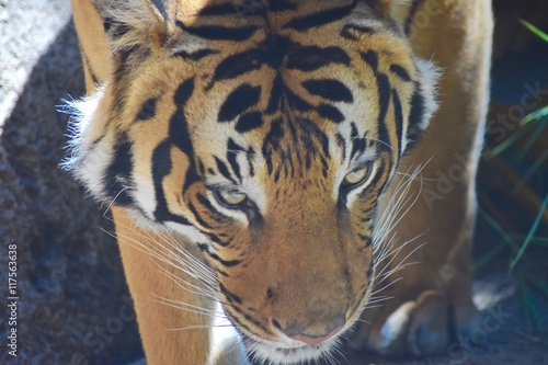 Fototapeta Naklejka Na Ścianę i Meble -  Tiger Stripes