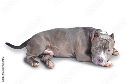 pitbull dog © chaivit