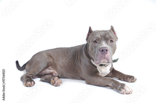 pitbull dog photo