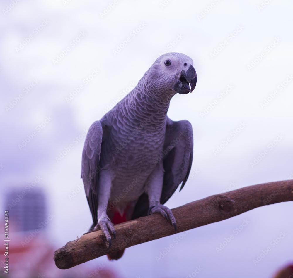 Obraz premium big Parrot on a branch