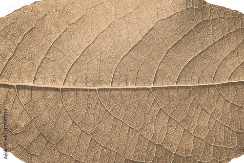Autumn background. The tree leaf on a white background.