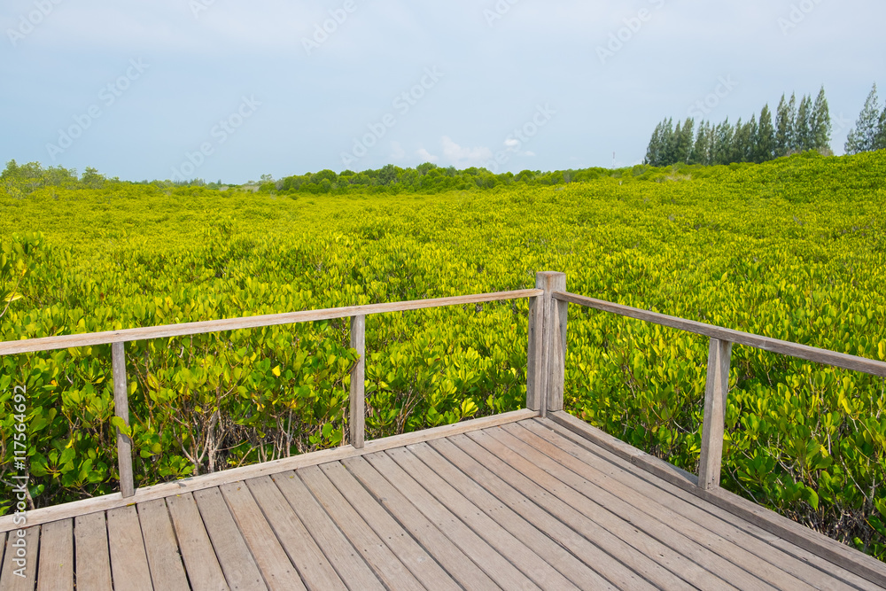Wooden balcony surrounded with Ceriops Tagal field in mangrove f
