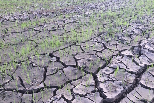 Dry rice field