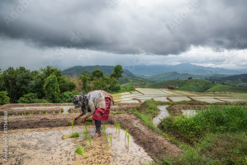 Asian farmers planting rice by transplanting rice in Thailand ,A