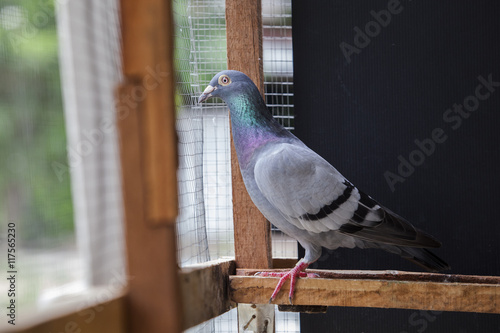 close up full body of speeding racing pigeon bird in home cage
