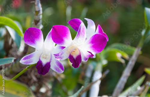 purple beautiful orchid in the natural