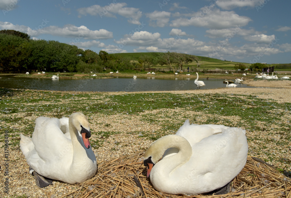 Naklejka premium Swannery at Abbotsbury, Dorset