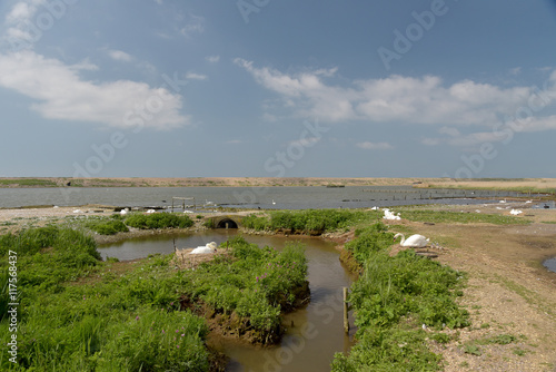 Wallpaper Mural Swannery at Abbotsbury, Dorset Torontodigital.ca