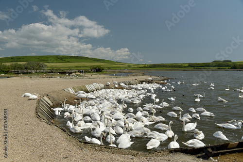 Swannery at Abbotsbury, Dorset photo