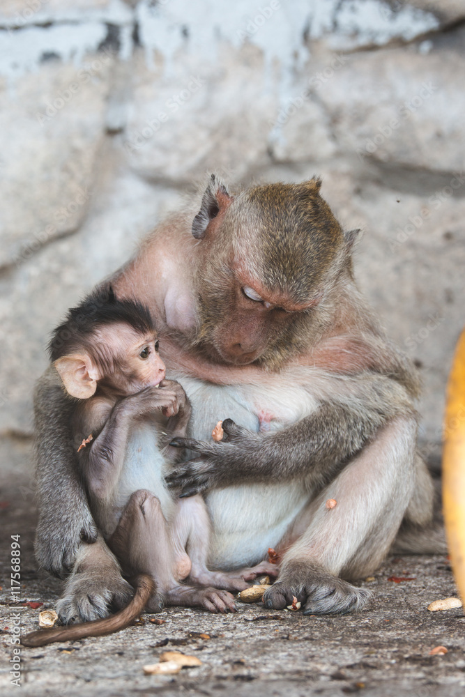 monkey monkey