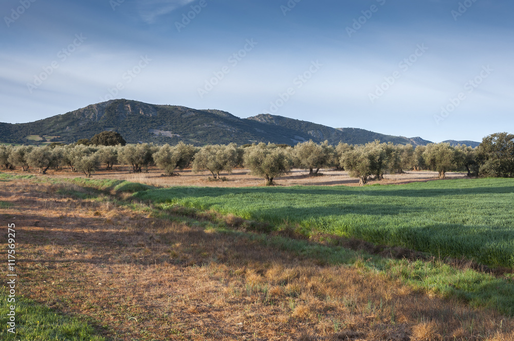 Olive groves and barley fields in an agricultural landscape in La Mancha, Ciudad Real Province, Spain. In the background can be seen the Toledo Mountains