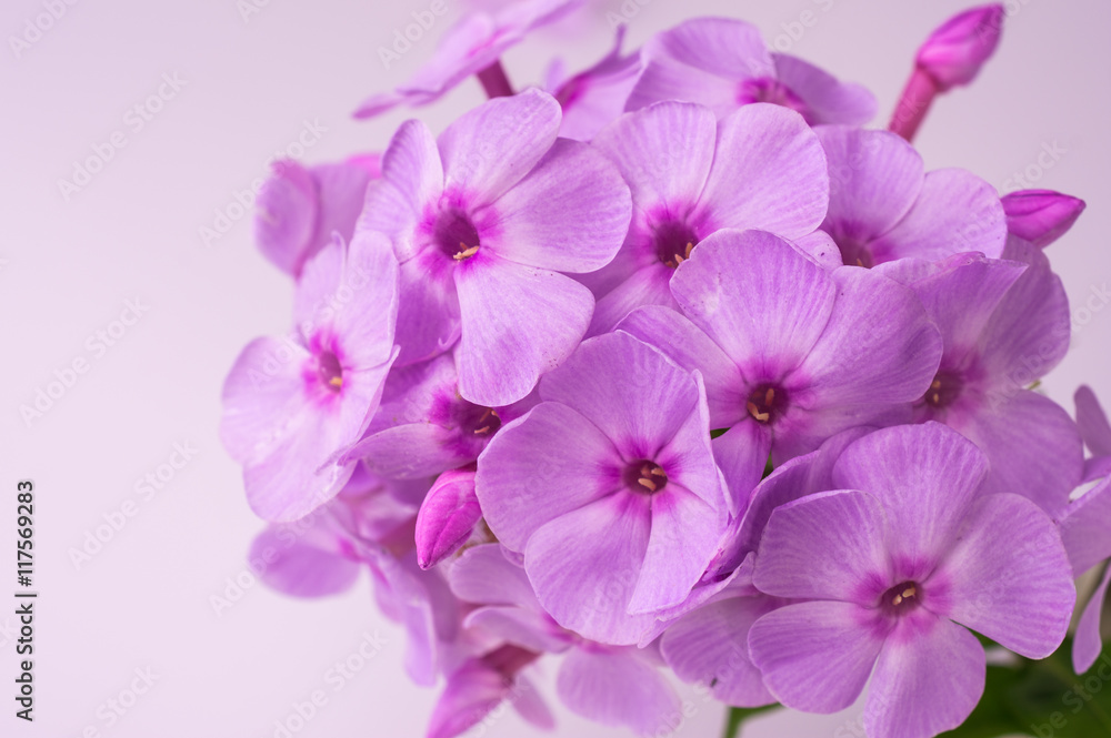Obraz premium Phlox paniculata L.