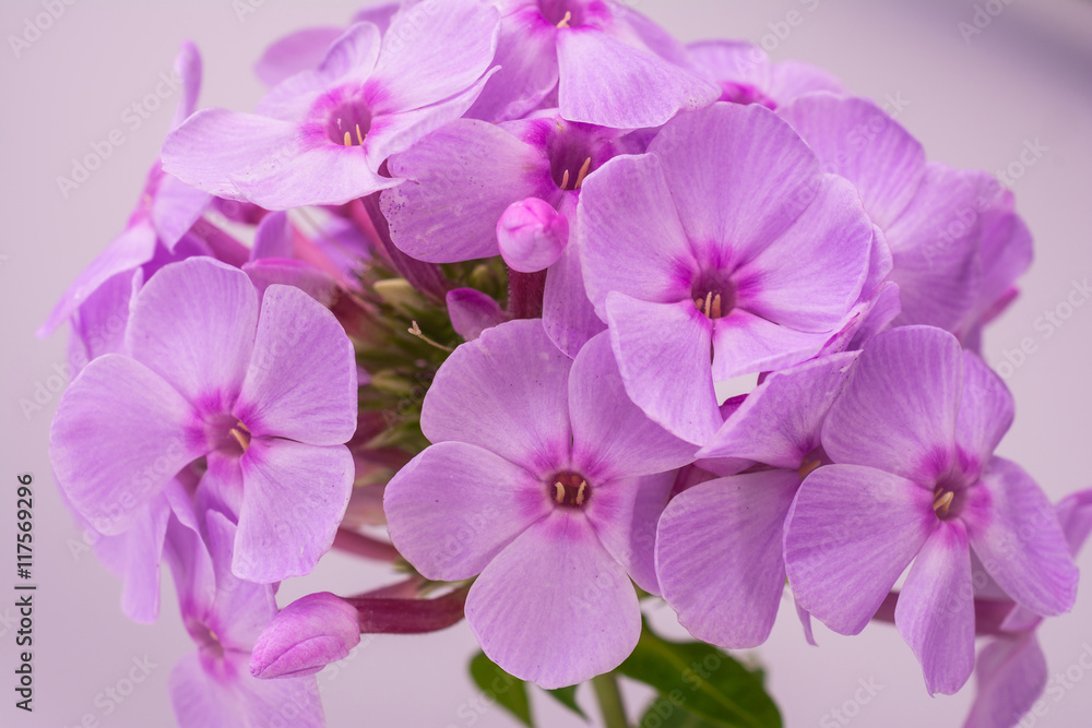 Phlox paniculata L.