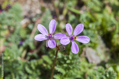 Flowers of Redstem filaree  Erodium Cicutarium. Photo taken in San Agustin del Guadalix  Madrid  Spain