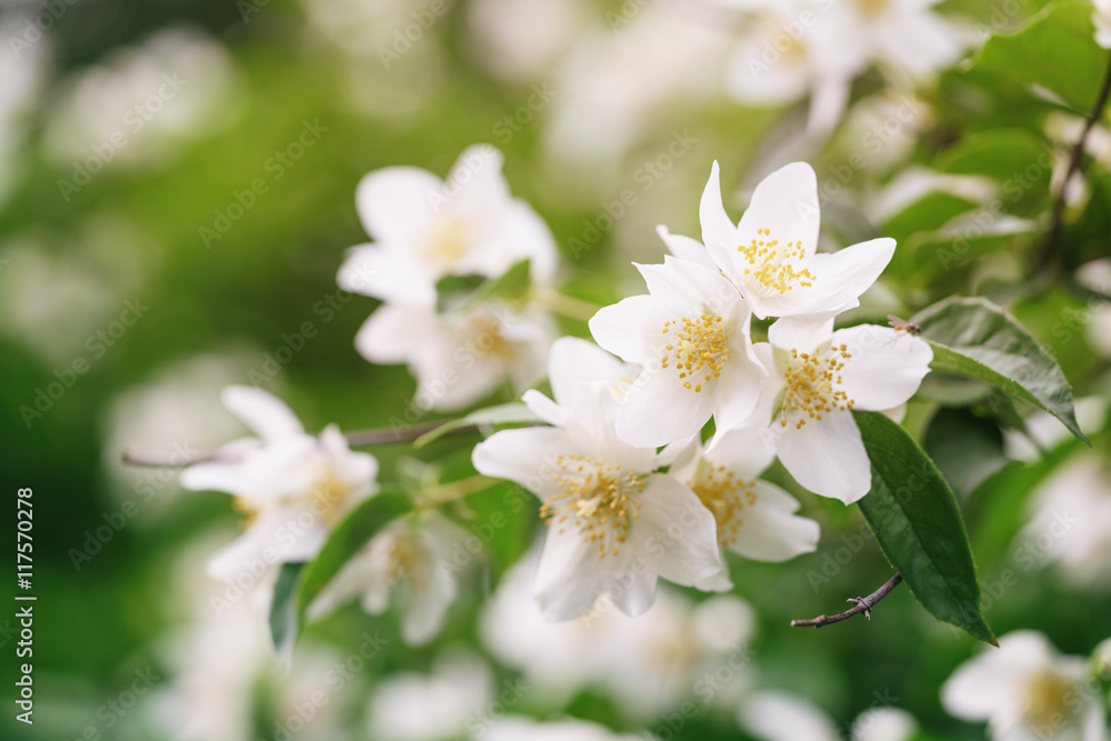 close up photo of beautiful jasmine blossom in evening sunset light