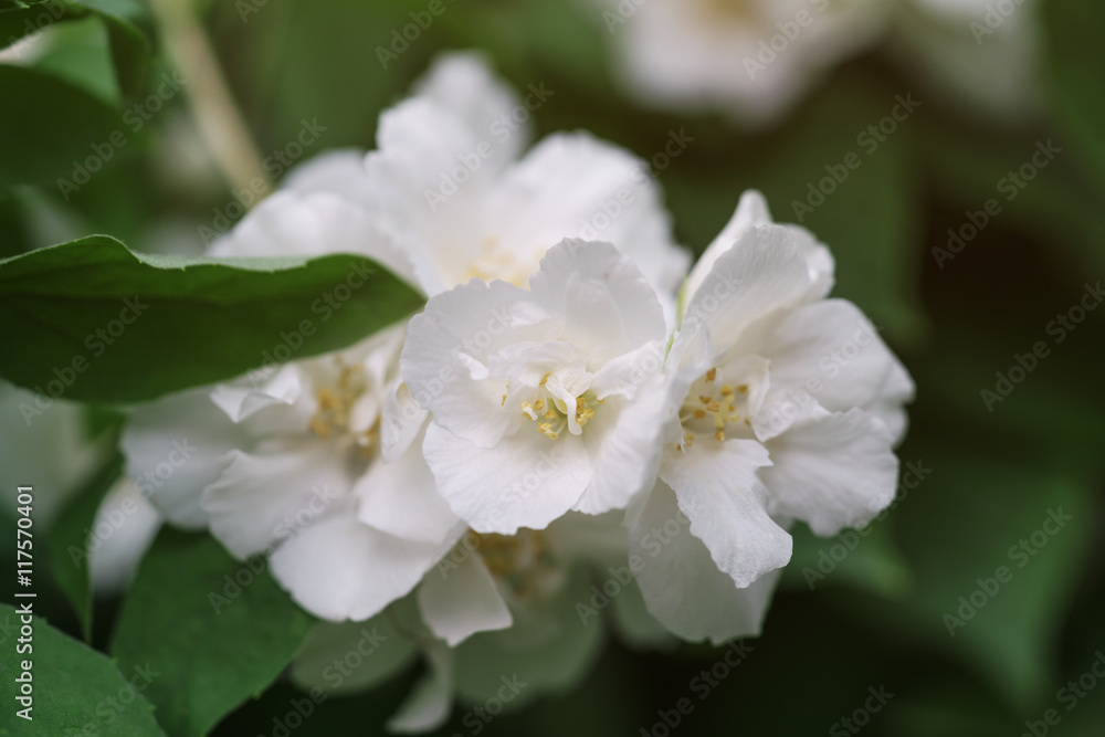 close up photo of beautiful jasmine blossom in evening sunset light close up photo of beautiful jasmine blossom in evening sunset light