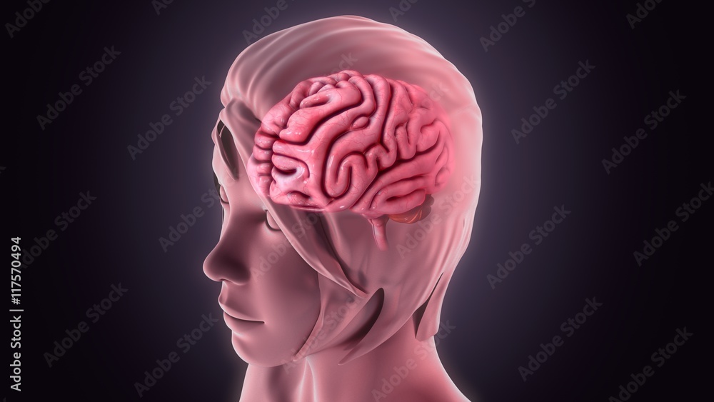 Obraz premium Human Brain