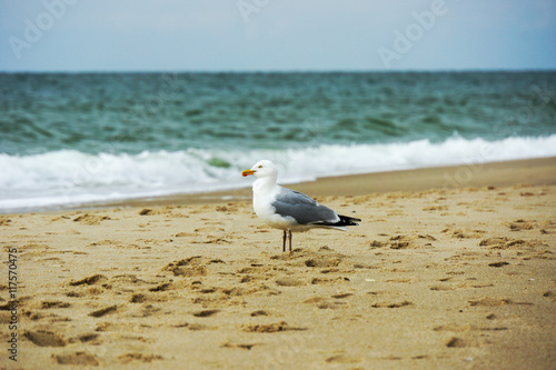 Seagull At Wenningstedt Beach   Sylt