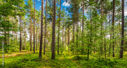 Wald Natur Landschaft