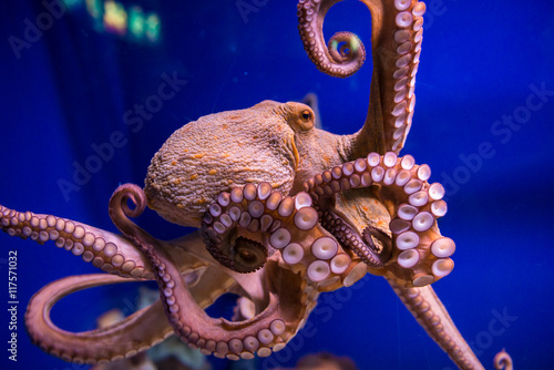 Common octopus in large sea water aquarium photo