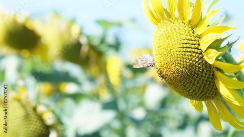Желтые подсолнухи обращаются к теплому солнцу. Бабочка сидит на подсолнухе и пьет нектар.