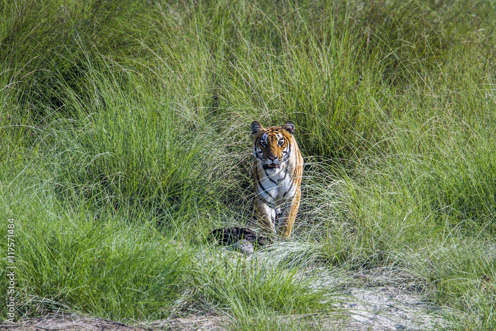 Fototapeta premium Bengal Tiger in Bardia national park, Nepal