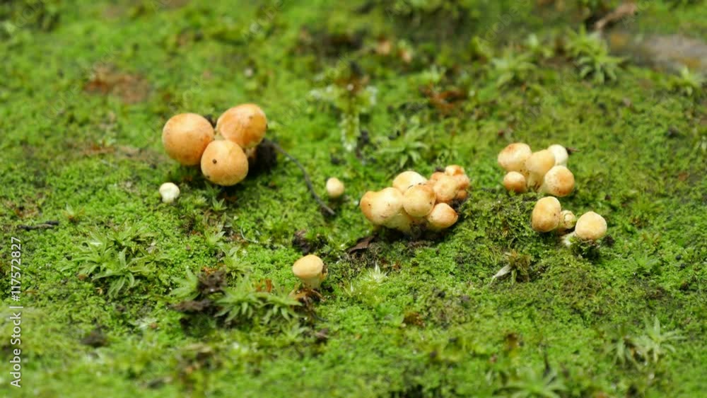 Close-up of young mushroom(Armillaria tabescens) Close-up of young mushroom(Armillaria tabescens)
