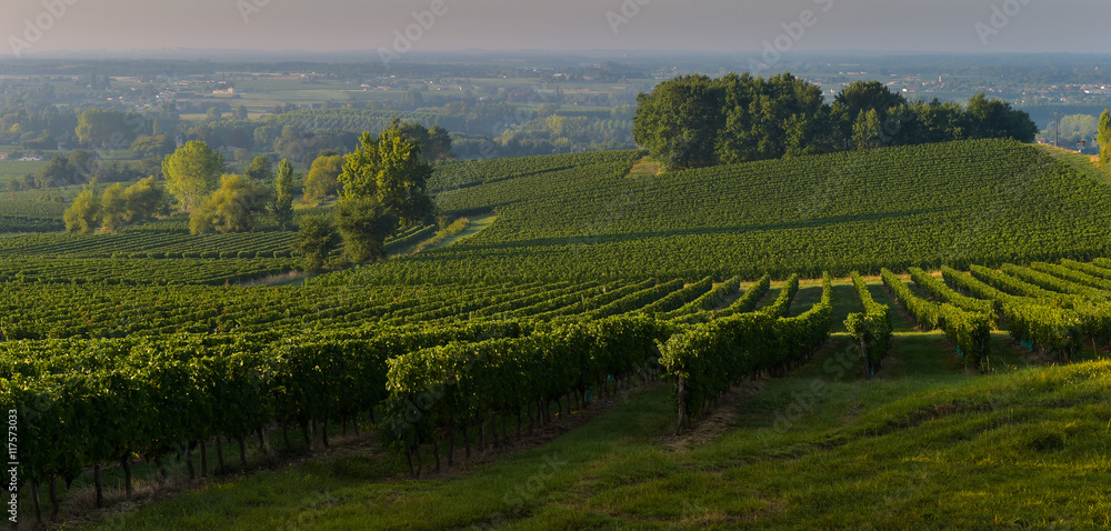 Champagne vineyards Sermiers in Marne department, France