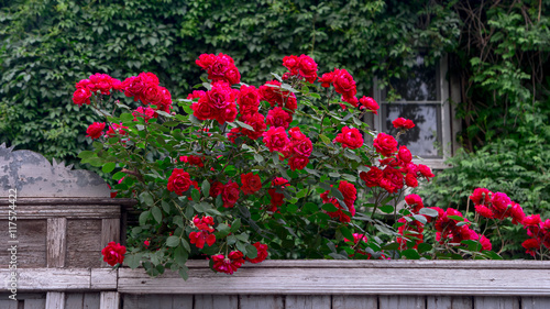 Rich red roses over wooden fence in front of old house covered with wild grape. © mettus