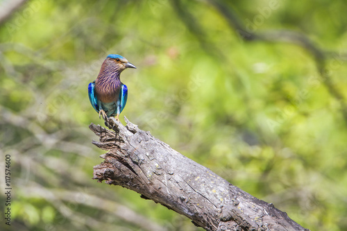 Indian roller in Bardia national park, Nepal