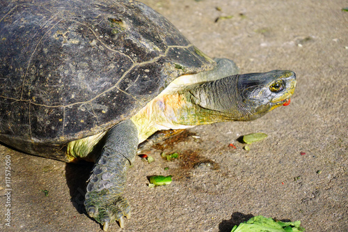 Closeup asian turtle walking on the ground photo