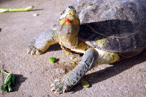 Closeup asian turtle walking on the ground photo