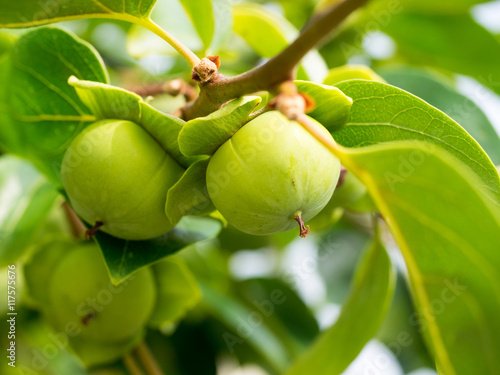 persimmon