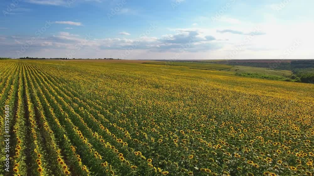 Aerial view of the sunflower field in summer day with clouds on blue sky. Aerial view of the sunflower field in summer day with clouds on blue sky.