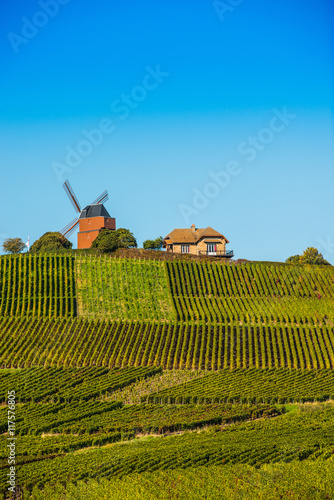 Vineyard and windmill Champagne Region near Vernezay photo