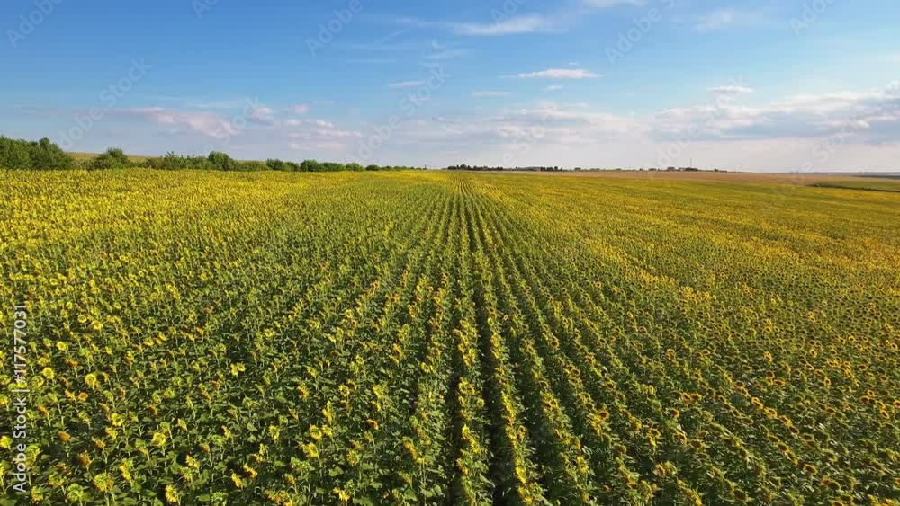 Aerial view of the sunflower field in summer day with clouds on blue sky. Aerial view of the sunflower field in summer day with clouds on blue sky.