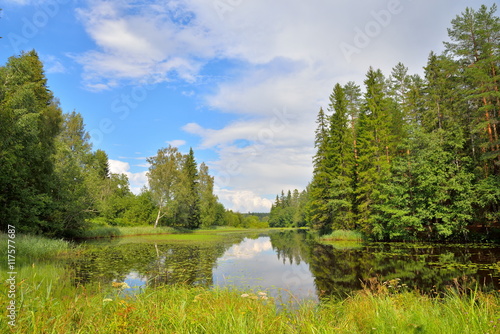 Landscape forest river overgrown with water lilies and reeds and