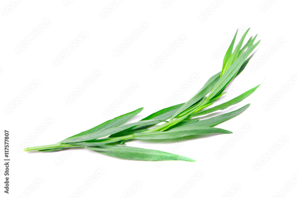 Fresh green estragon isolated on white background Fresh green estragon isolated on white background