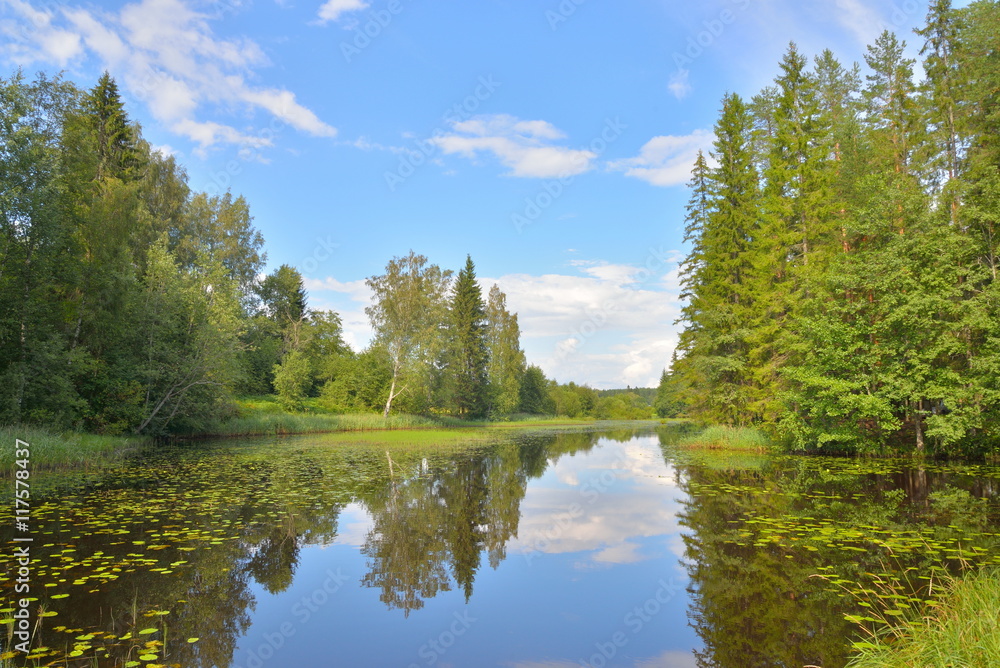Landscape with blue sky, pine trees and a river with thickets of Landscape with blue sky, pine trees and a river with thickets of